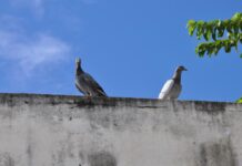 Saúde de trabalhadoras/es da educação e de estudantes em risco em escola de Lauro de Freitas
