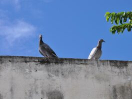 Saúde de trabalhadoras/es da educação e de estudantes em risco em escola de Lauro de Freitas