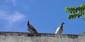 Saúde de trabalhadoras/es da educação e de estudantes em risco em escola de Lauro de Freitas